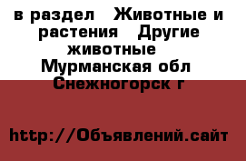  в раздел : Животные и растения » Другие животные . Мурманская обл.,Снежногорск г.